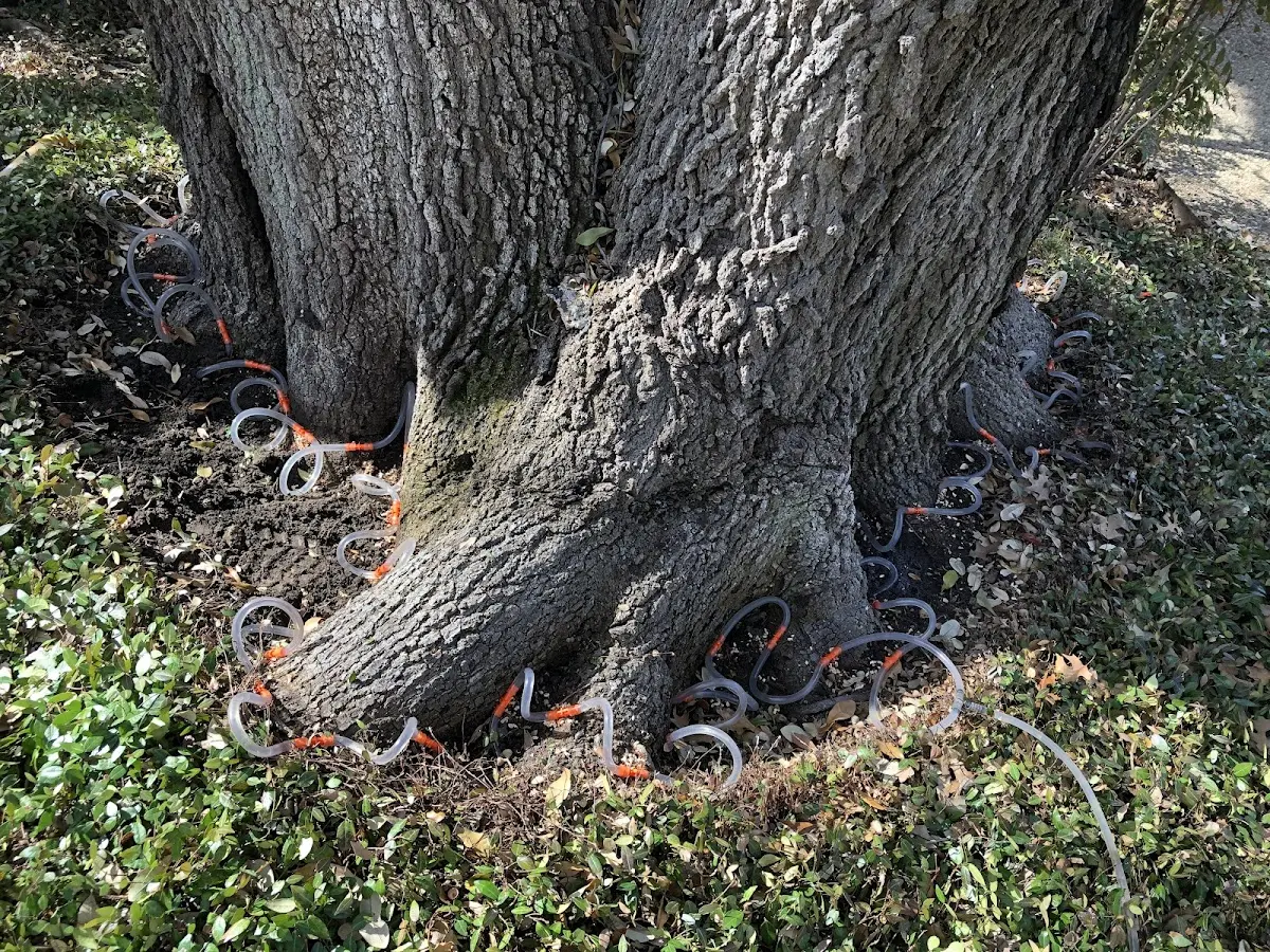 Detailed Tree Cabling and Bracing job site in Lindsay